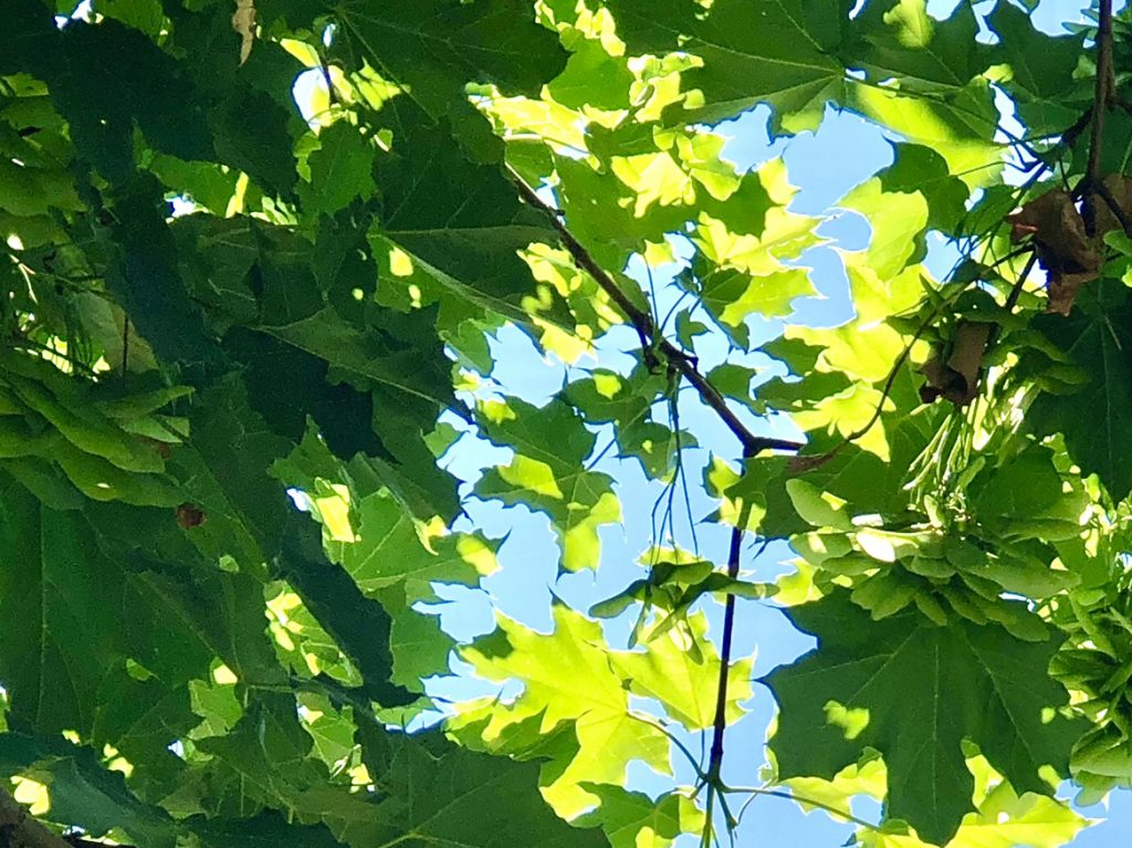 Tree leaves