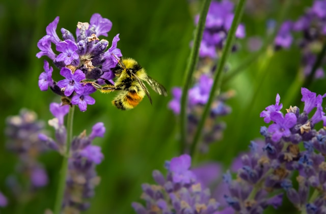 A bee on a lavender plant in a field of lavender.