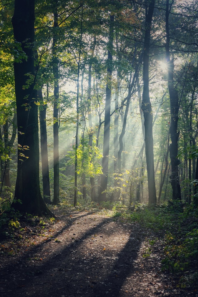 Mystical light floods the forest floor as long sunrise shadows creep along the ground.