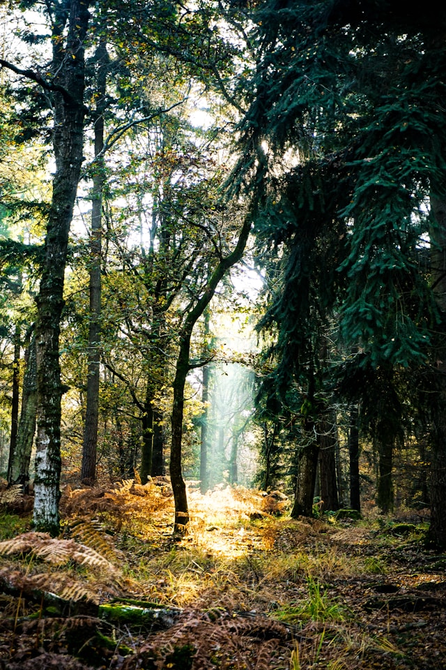 Sunlight showing through the forest